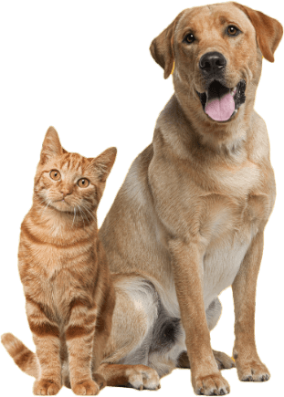 DogCat